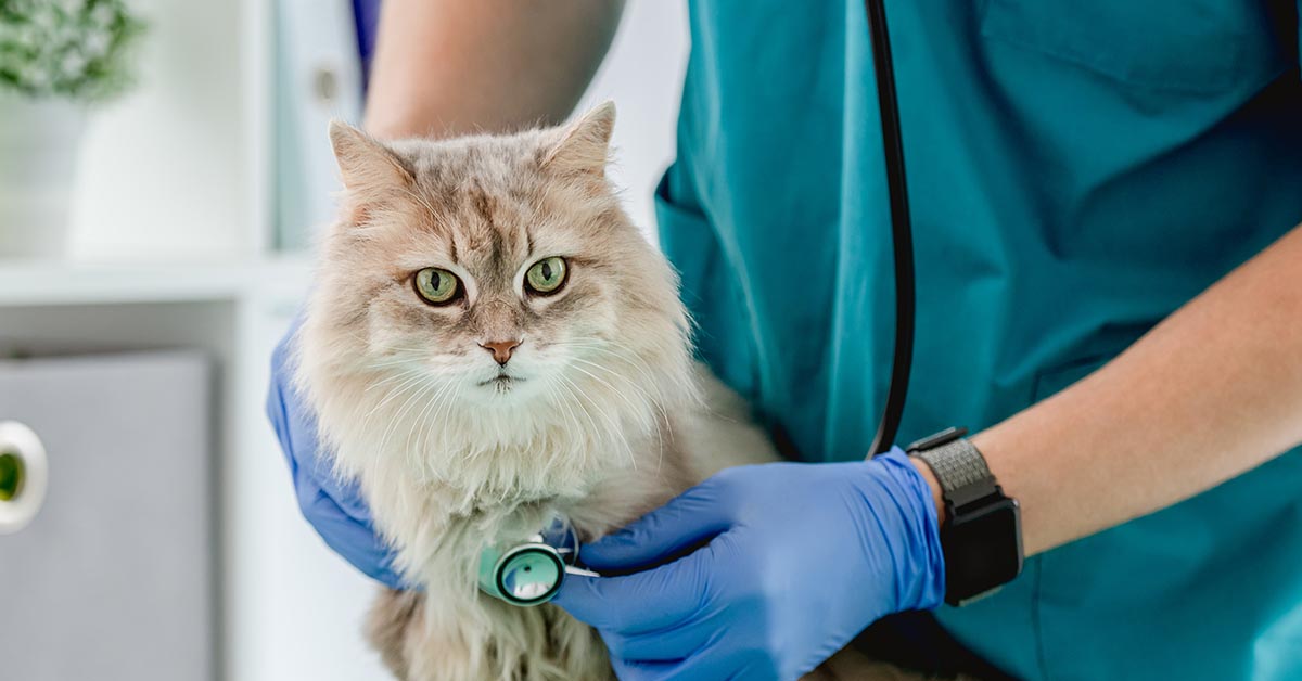 Pet Care Industry Outlook for 2030 | Morgan Stanley